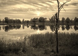 Szary + Sepia