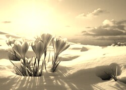 Szary + Sepia