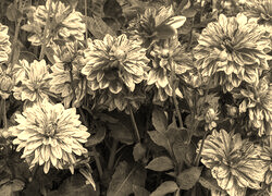 Szary + Sepia