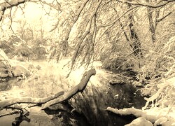 Szary + Sepia
