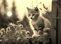 Szary + Sepia