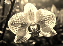 Szary + Sepia