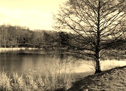 Szary + Sepia
