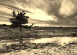 Szary + Sepia