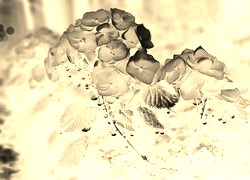 Sepia + Negatyw