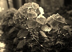Szary + Sepia