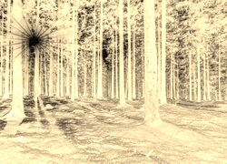 Sepia + Negatyw