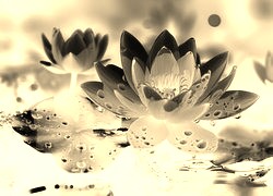Sepia + Negatyw