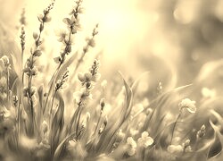 Szary + Sepia