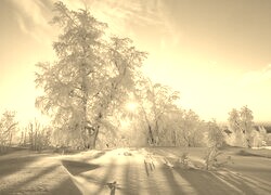 Szary + Sepia