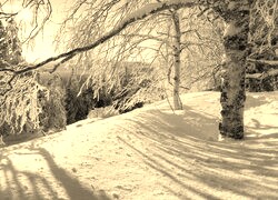 Szary + Sepia