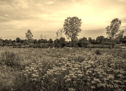 Szary + Sepia