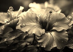 Szary + Sepia