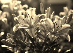 Szary + Sepia