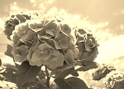 Szary + Sepia