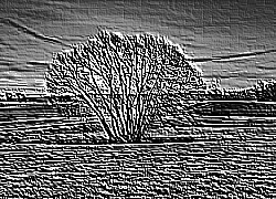 Skamielina
