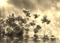 Szary + Sepia