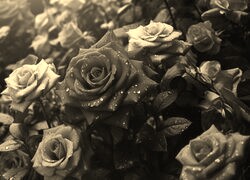 Sepia