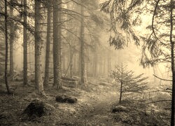 Szary + Sepia
