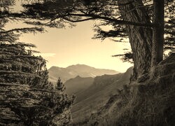 Szary + Sepia