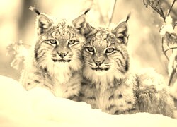 Szary + Sepia