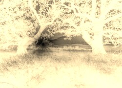Sepia + Negatyw