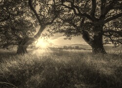 Szary + Sepia