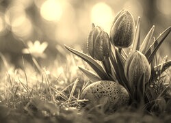 Szary + Sepia