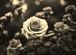 Sepia