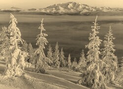 Szary + Sepia