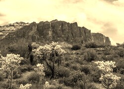 Szary + Sepia