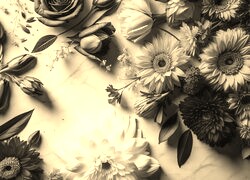 Szary + Sepia