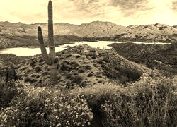 Szary + Sepia