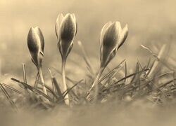 Szary + Sepia