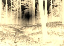 Sepia + Negatyw