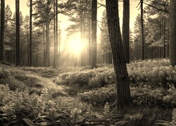 Sepia