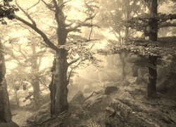 Szary + Sepia