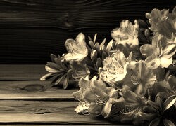 Szary + Sepia