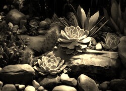 Szary + Sepia