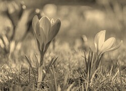 Szary + Sepia