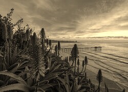 Szary + Sepia