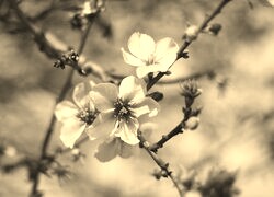 Szary + Sepia