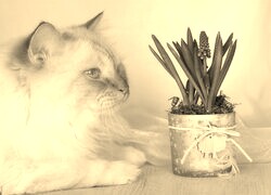 Szary + Sepia