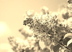 Szary + Sepia