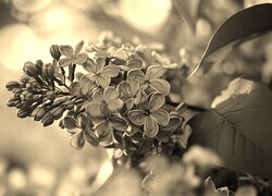 Szary + Sepia