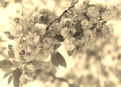 Szary + Sepia