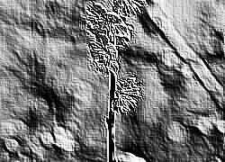 Skamielina