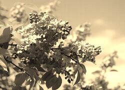 Szary + Sepia
