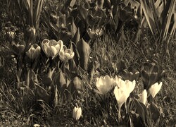 Szary + Sepia