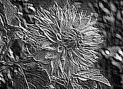 Skamielina